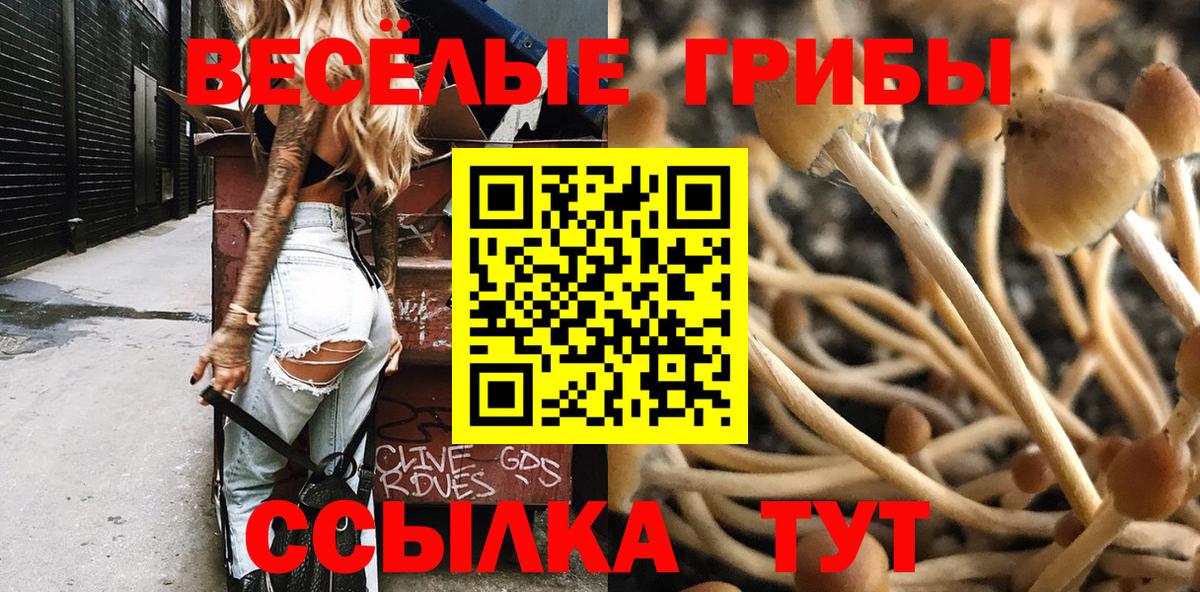 Галлюциногенные грибы Cubensis Реутов